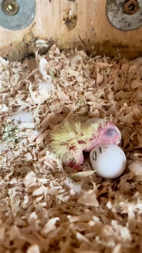 #cockatiel cockatiel chicks cockatiel breeding | Kasim Birds Farm