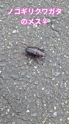 ノコギリクワガタさんのメス♀️が歩道を歩いていた‼️‼️#生き物#いきもの#昆虫#虫#むし#クワガタ#ノコギリクワガタ