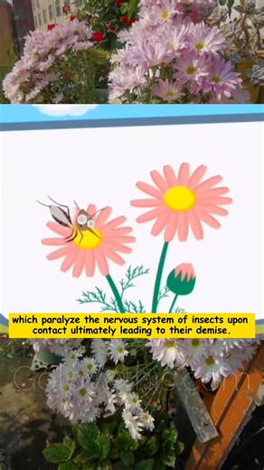 39K views · 396 reactions | RoseGo on Reels | Facebook