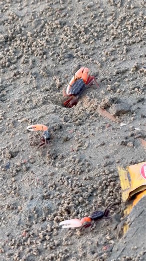 Crazy crabs 🦀 crab rave #crabs #sjorts