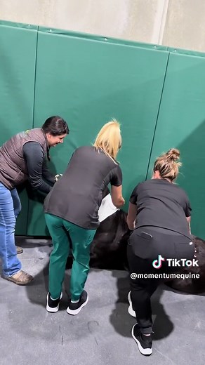 Inferior check ligament desmotomy to improve the upright/ club footed conformation on a foal by allowing the deep digital flexor tendon to lengthen and the heels to come #equinesurgery #equinevet #equinesurgeryspecialist #equinesurgeon #albertahorses #horsesoftiktok #performancehorses #yeghorse #horsemedicine #equine