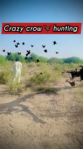 Crazy crow 🐦‍⬛ hunting #hunting #shorts #youtubeshorts