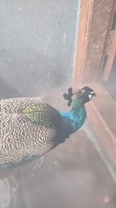 1M views · 49K reactions | Today,s Best photo #TTD ❤❤❤❤❤❤ #tirumala...