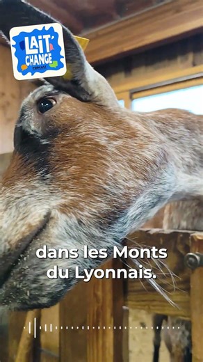 Des chèvres alpines ? #shorts #short #agriculture #chèvres