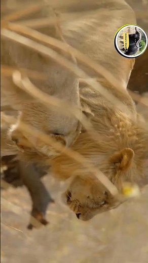 Lion and lioness mating successfully | Mating Lions #shorts #short #shortvideo
