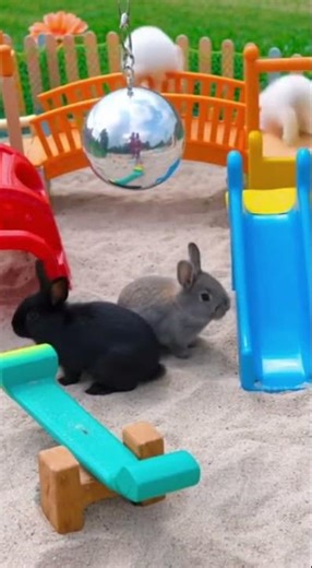 Playful Rabbits Bounce Around Their New Playground