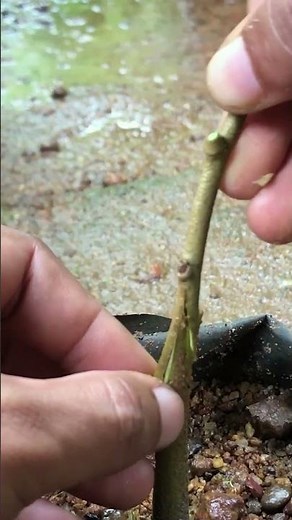 Very Easy Durian Grafting EP358