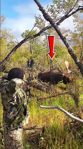 Moose elk hunting alaska moose finish#mooose#chasse#arrow
