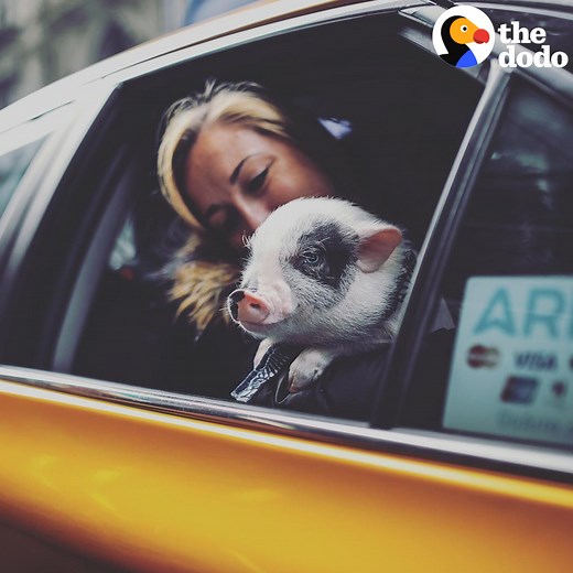 816K views · 592 shares | When this little pig got sick, doctors said he had only 6 hours left to live. But his parents had a crazy idea for saving his life — and now they still can’t believe what ended up happening  | The Dodo | Facebook