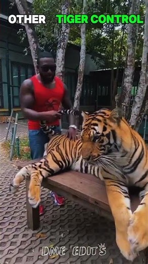 other tiger control VS last one 😱🥶#viral #foryou