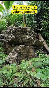 Amazing discovery turtle treasure mark of volume deposit #fypシ゚ #treasure #gold #history #explore | Mrc Discovery