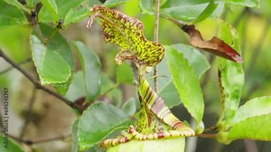 Detailed view of nepenthes tentaculata peristome, carnivorous pitcher plant