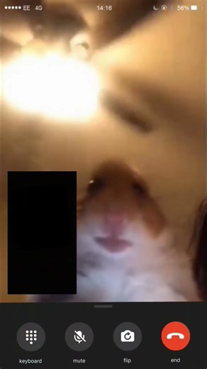 #memes #emojicat #funny #undertale #cat #edit