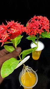 Propagating Ixora Flowers plants#reels #graft #viral #shorts #diy #Gardening #highlights #Grafting #Propagating | Rana Craft