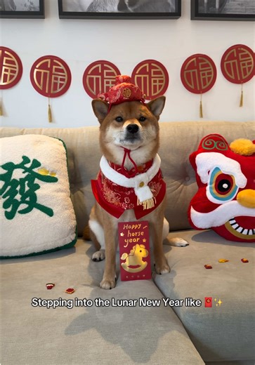 Celebrating Lunar New Year with Shiba Inu 🐶