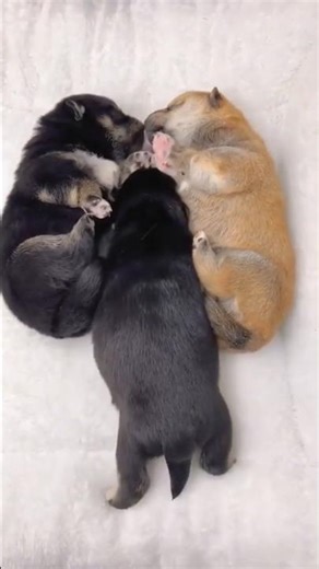 Cute puppy sound shorts video #trending #youtubeshort #dogloversdog #pets #sleepsounds