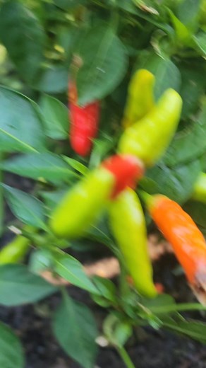I love fish and vegetables #garden #vegetables | Kelly Juchau