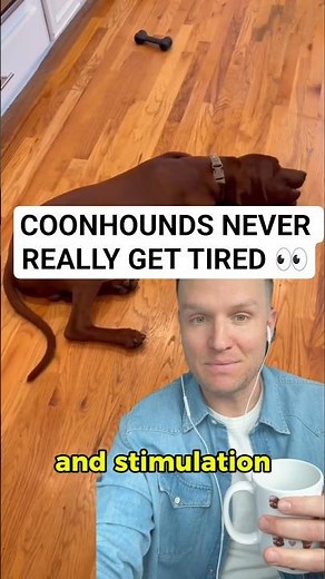 Coonhound high energy hunting dog needs constant work and still requires more