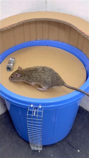 Smart DIY Mouse Trap Using Recycled Cardboard and a Plastic Bucket #rat