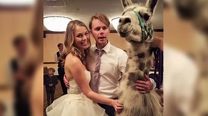 Wedding party crashes llama convention
