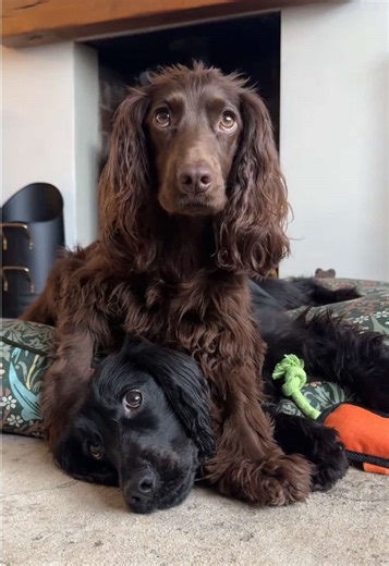Spaniel edition @Good Boy Ollie 🥹 Milly said “I’m the main character” 🤣 #dogsoftiktok #cockerspaniel #workingcockerspaniel #cutedogs