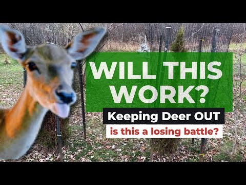 Protecting Shrubs From Deer | Easy Hardware Cloth Fencing DIY (Secret Garden & Cedars)