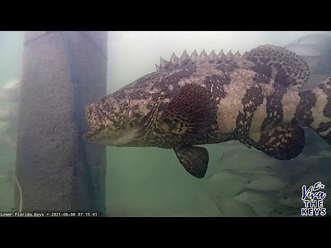 Goliath Grouper Caught on Underwater Live Stream