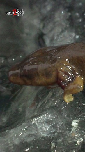 24K views · 82 reactions | Never know what you're gonna catch 年! #mudpuppy #riverfishing #underwatercreatures | Wired2Fish | Facebook