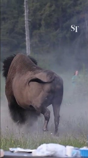 Tourist seriously injured after being thrown into the air by angry bull bison at Yellowstone Park