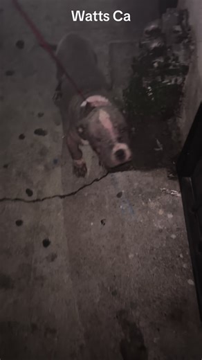 🥹TBT Last year I rescued these 2 pitbull puppies that a homeless guy was selling for $20 each 💔both puppies had Sarcoptic Mange they were bleeding when he brought them to me😞if I would’ve never get them from the homeless guy they would’ve been dead in a couple of days the Dr told me 💔both puppies got treated for the mange and recovered with me 😍🥹my friend Sasha from Love Leo Rescue helped me get them into a good rescue (Northwest dog project) both of them got adopted 🙏🏽. when I see a dog