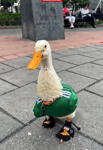 Patito Merlin caminando por las calles 🦆 El más famoso de la Ciudad de México, el que apoya al Tri 🇲🇽 ¡Ternura!