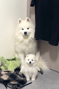 Adorable Puppy Babies So Cute Puppy Shorts Videos Compilations 🐶😍😘 -EPS1384 @CuteAnimalShare #dogs #puppies #cutedogs #cutepets #cuteanimals #cuteanimalshare #babynaimals #puppylife #puppydogs #cutenessoverload #dailydogs #puppylovers #puppyvideos | Cuteanimalshare