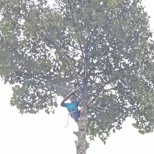 18K views · 169 reactions | The best talent skill man cutting a tall tree stand near hom'e | johnnyringer | Facebook