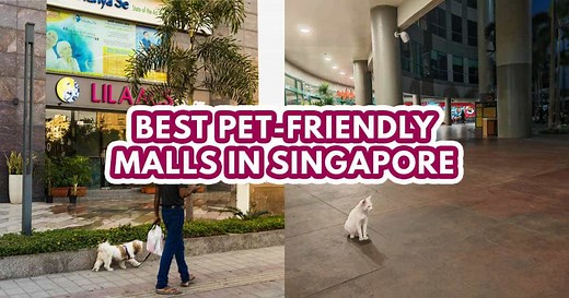 10 best pet-friendly malls in Singapore for a paw-some day out