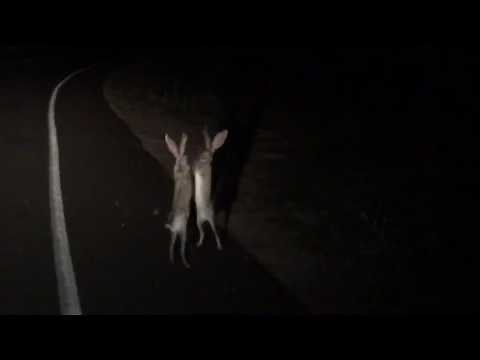 Two jackrabbits fighting