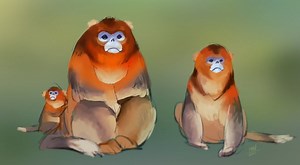 snub nosed monke study :) i love them | Golden Snub-Nosed Monkey Eating Berries
