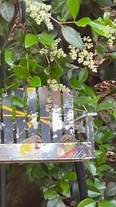 36K views · 1.9K reactions | Duet with my daughter N love/law. #Murial #georgeclinton #newark | George Clinton and Parliament Funkadelic | Facebook