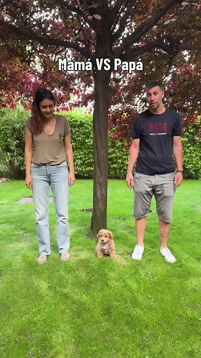 ¿Mamá o papá? Cómo elegir entre madre o padre en cachorros Maltipoo