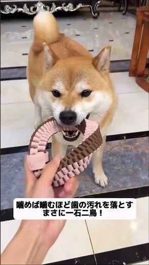 犬がおもちゃを噛む＝自動歯磨き！高強度ナイロン編みでどんなに噛んでも壊れない、遊びながら歯が白くなる！ #犬のおもちゃ #ロープおもちゃ #抗菌防臭 #ペット用品 #おすすめ