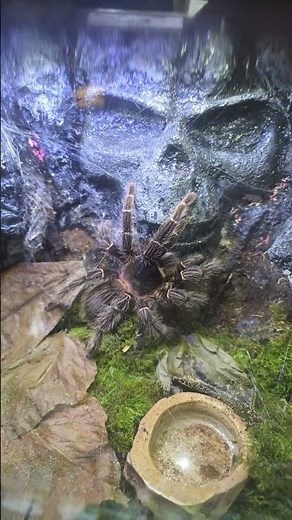 Beautiful Salmon pink birdeater tarantula