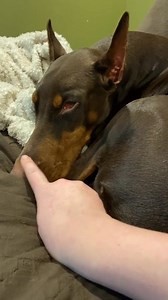 Boop the floof (Anona is not very floofy but she can still be booped) #boopthefloof #doberman | Delia D. Garza