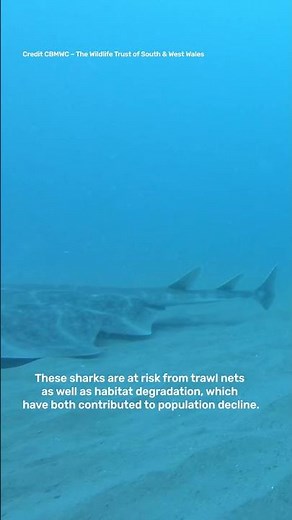 Catch A Glimpse Of One Of The World’s Rarest Sharks In Dreamy New Footage