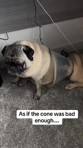 224K views · 5.3K reactions | My pugs are trying to take eachother out the game  •⁣⁣⁣⁣⁣⁣⁣⁣⁣⁣⁣⁣⁣⁣⁣⁣⁣⁣⁣⁣⁣⁣⁣⁣⁣⁣⁣⁣⁣⁣⁣⁣⁣⁣⁣⁣⁣⁣⁣⁣⁣⁣  @cassy.fit #pug | Pug Lovers | Facebook