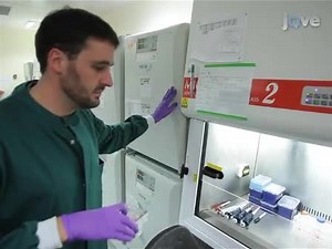 Video: Robust Generation of Hepatocyte-like Cells from Human Embryonic Stem Cell Populations