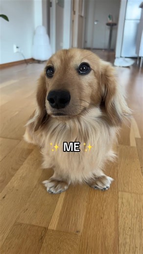 psa this is a joke before anyone starts shouting | my mom and my dad they fell in love