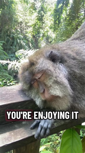 Exploring Bali's Monkeys: Fun and Jealousy