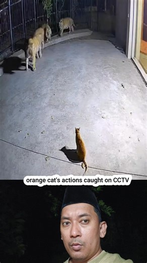 44K views · 540 reactions | This CCTV footage is pure adrenaline! Watch a seemingly ordinary house cat tap into its primal instincts and unleash a fury so terrifying it sends a group of mighty tigers running away in fear. The most intense 3 minutes of animal footage you'll see all year! | Husni Mubarak | Facebook