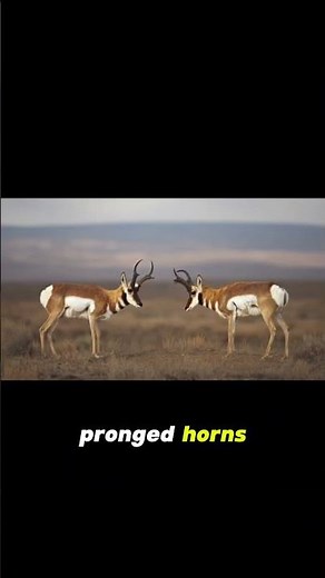 Pronghorns Have a Secret Superpower!