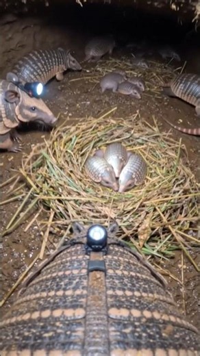 Inside an Armadillo's Secret Underground World | Tiny Camera Adventure #wildlifevideo