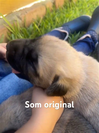 Filhotes de Kangal turco. Segurança real. #kangal #caodeguarda